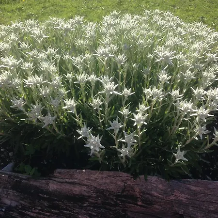 Binsalm- Schutzhuette Vomp