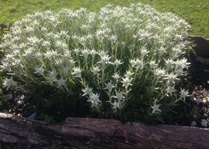 Binsalm- Schutzhütte Vomp